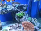 [TodoMarino.com] mis 200l y anemona