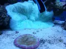 [TodoMarino.com] mis 200l y anemona