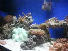 [TodoMarino.com] mis 200l y anemona
