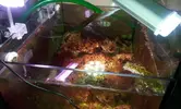 [TodoMarino.com] Mi nuevo shikitito reef 720 litros
