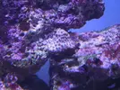 [TodoMarino.com] Espero sea mi próximo reef.
