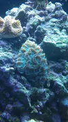 [TodoMarino.com] My Reef