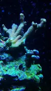[TodoMarino.com] My Reef