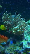 [TodoMarino.com] My Reef