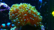 [TodoMarino.com] My Reef