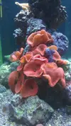 [TodoMarino.com] My Reef