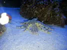[TodoMarino.com] Reproducción de estrellas (Archaster typicus)