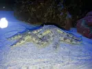 [TodoMarino.com] Reproducción de estrellas (Archaster typicus)
