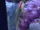 [TodoMarino.com] Larvas de Elacatinus multifasciatum