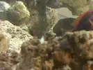 [TodoMarino.com] Que son estos bichos? tengo que sacarlos o no son malignos