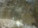 [TodoMarino.com] Que son estos bichos? tengo que sacarlos o no son malignos