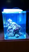 [TodoMarino.com] Nuevo pico reef de 19 litros.