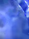 [TodoMarino.com] Larvas de Elacatinus multifasciatum