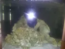 [TodoMarino.com] Mi pequeño mundo submarino