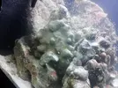 [TodoMarino.com] Mi pequeño mundo submarino