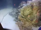 [TodoMarino.com] Mi pequeño mundo submarino