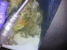 [TodoMarino.com] Mi pequeño mundo submarino