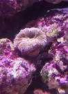 [TodoMarino.com] Espero sea mi próximo reef.