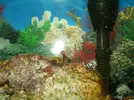 [TodoMarino.com] Posible alga