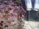 [TodoMarino.com] Posible alga