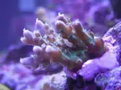 [TodoMarino.com] Espero sea mi próximo reef.