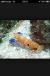 [TodoMarino.com] Hola que tal nuevo en acuario marino tengo muchas dudas ayuda!! :)