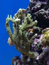 [TodoMarino.com] K tipo de montipora es???