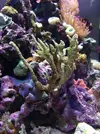 [TodoMarino.com] K tipo de montipora es???