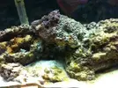 [TodoMarino.com] burbujas + plaga de algas + caulerpa blanquecina... ayuda por favor!  :)