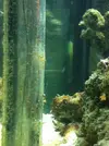 [TodoMarino.com] burbujas + plaga de algas + caulerpa blanquecina... ayuda por favor!  :)