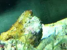[TodoMarino.com] burbujas + plaga de algas + caulerpa blanquecina... ayuda por favor!  :)