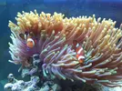 [TodoMarino.com] Os presento mi Acuario