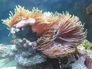 [TodoMarino.com] Os presento mi Acuario