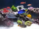 [TodoMarino.com] Os presento mi Acuario