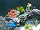 [TodoMarino.com] Os presento mi Acuario