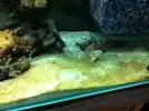[TodoMarino.com] burbujas + plaga de algas + caulerpa blanquecina... ayuda por favor!  :)