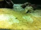 [TodoMarino.com] burbujas + plaga de algas + caulerpa blanquecina... ayuda por favor!  :)