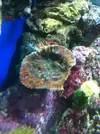 [TodoMarino.com] OXIPORA  zampona!!!