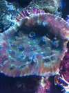 [TodoMarino.com] OXIPORA  zampona!!!
