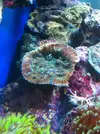 [TodoMarino.com] OXIPORA  zampona!!!