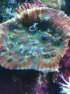 [TodoMarino.com] OXIPORA  zampona!!!