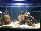 [TodoMarino.com] Dudas sobre cómo hacer la mudanza de un acuario
