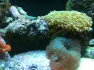 [TodoMarino.com] Gusano de fuego:bueno o malo?