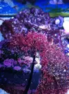 [TodoMarino.com] peces comedores de algas