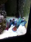 [TodoMarino.com] ¿Tu pez favorito del acuario?