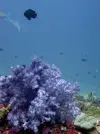 [TodoMarino.com] Alguien conoce este coral?