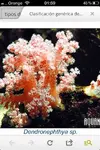 [TodoMarino.com] Alguien conoce este coral?