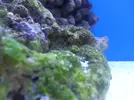 [TodoMarino.com] algas verdes como fluorescentes