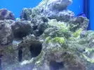 [TodoMarino.com] algas verdes como fluorescentes