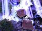 [TodoMarino.com] Corales!!